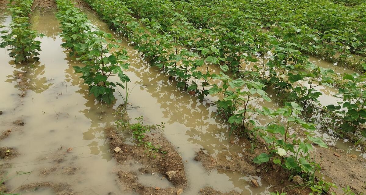 14 ಲಕ್ಷ ಹೆಕ್ಟೇರ್ ಪ್ರದೇಶದಲ್ಲಿ ಅತಿವೃಷ್ಟಿಯಿಂದ ಬೆಳೆ ಹಾನಿ| ಸಿಎಂ 1,033 ಕೋಟಿ ರೂ. ಪರಿಹಾರ ಘೋಷಣೆ