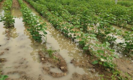 14 ಲಕ್ಷ ಹೆಕ್ಟೇರ್ ಪ್ರದೇಶದಲ್ಲಿ ಅತಿವೃಷ್ಟಿಯಿಂದ ಬೆಳೆ ಹಾನಿ| ಸಿಎಂ 1,033 ಕೋಟಿ ರೂ. ಪರಿಹಾರ ಘೋಷಣೆ