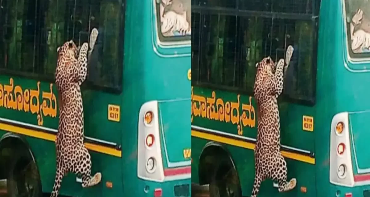 ಬನ್ನೇರುಘಟ್ಟದಲ್ಲಿ ಸಫಾರಿ ವಾಹನದ ಮೇಲೆ ಚಿರತೆ ದಾಳಿ| ಕೈಗೆ ಸಣ್ಣ ಗಾಯ