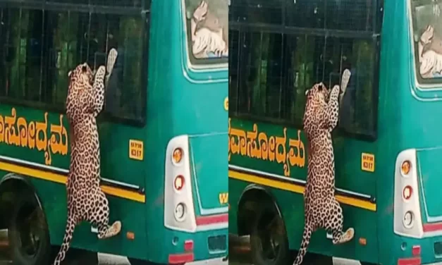 ಬನ್ನೇರುಘಟ್ಟದಲ್ಲಿ ಸಫಾರಿ ವಾಹನದ ಮೇಲೆ ಚಿರತೆ ದಾಳಿ| ಕೈಗೆ ಸಣ್ಣ ಗಾಯ