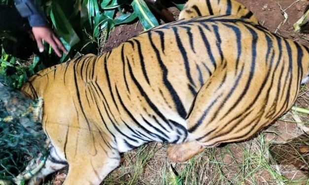 ಹುಣಸೂರು: ತಾಯಿ ಹುಲಿ ಸೆರೆ – ಗ್ರಾಮಸ್ಥರಿಗೆ ನಿಟ್ಟುಸಿರು, ಮರಿಗಳಿಗಾಗಿ ಅರಣ್ಯ ಇಲಾಖೆಯ ಹುಡುಕಾಟ