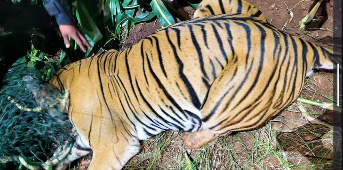 ಹುಣಸೂರು: ತಾಯಿ ಹುಲಿ ಸೆರೆ – ಗ್ರಾಮಸ್ಥರಿಗೆ ನಿಟ್ಟುಸಿರು, ಮರಿಗಳಿಗಾಗಿ ಅರಣ್ಯ ಇಲಾಖೆಯ ಹುಡುಕಾಟ