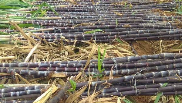 “ನಮ್ಮ ಬೆಲೆ, ನಮ್ಮ ಹಕ್ಕು” – ಕರ್ನಾಟಕದ ಸಕ್ಕರೆ ಕಬ್ಬು ಬೆಳೆಗಾರರ ಹೋರಾಟ ತೀವ್ರ