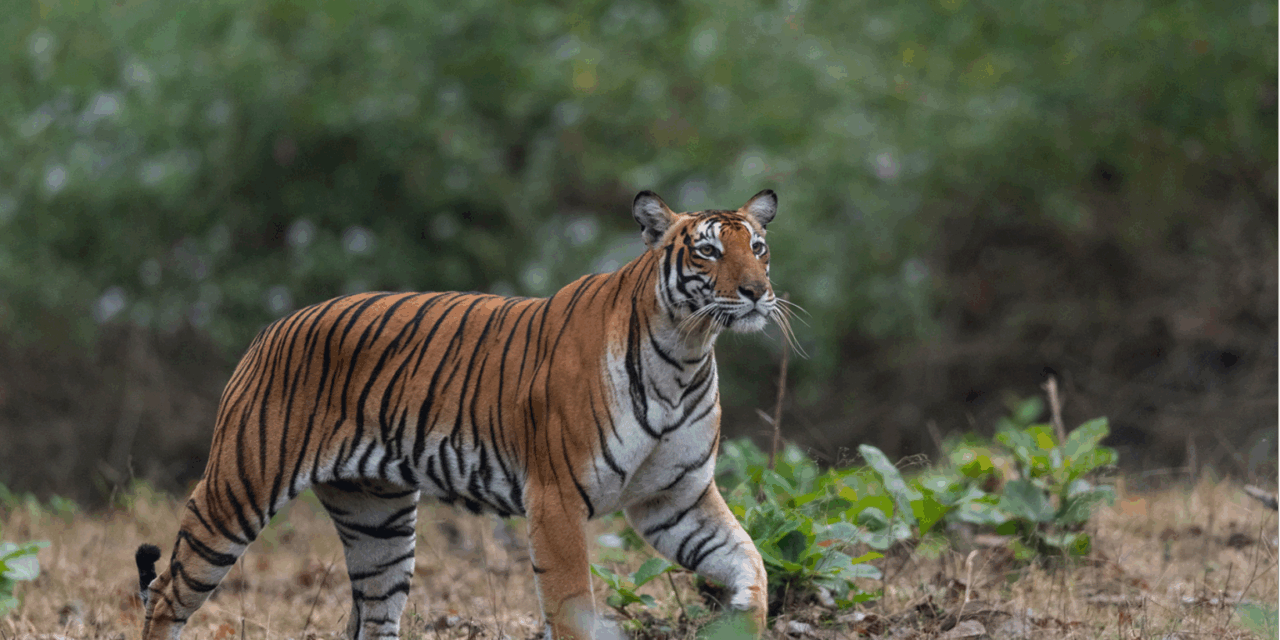 ನಾಗರಹೊಳೆ ಮತ್ತು ಬಂಡೀಪುರದಲ್ಲಿ ಸಫಾರಿ ತಾತ್ಕಾಲಿಕ ನಿಷೇಧ: ಹುಲಿ ದಾಳಿಯ ಭೀತಿ
