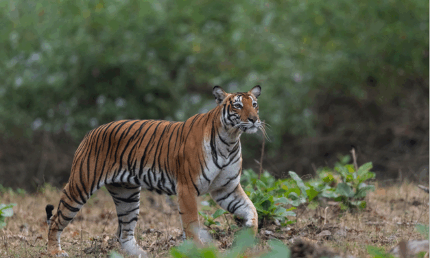ನಾಗರಹೊಳೆ ಮತ್ತು ಬಂಡೀಪುರದಲ್ಲಿ ಸಫಾರಿ ತಾತ್ಕಾಲಿಕ ನಿಷೇಧ: ಹುಲಿ ದಾಳಿಯ ಭೀತಿ