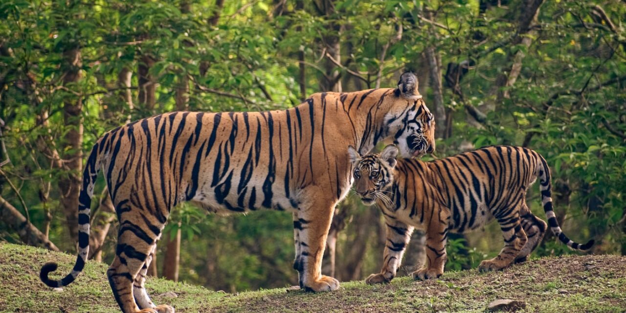 ಕಲ್ಲಹಳ್ಳಿ ಸಮೀಪದ ಹುಲಿ ಹಿಡಿತ: 5 ವರ್ಷದ ಹೆಣ್ಣು ಹುಲಿ ಮತ್ತು 3 ಮರಿಗಳ ರಕ್ಷಣೆ