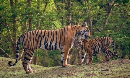 ಕಲ್ಲಹಳ್ಳಿ ಸಮೀಪದ ಹುಲಿ ಹಿಡಿತ: 5 ವರ್ಷದ ಹೆಣ್ಣು ಹುಲಿ ಮತ್ತು 3 ಮರಿಗಳ ರಕ್ಷಣೆ