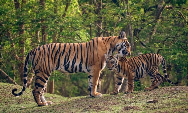 ಕಲ್ಲಹಳ್ಳಿ ಸಮೀಪದ ಹುಲಿ ಹಿಡಿತ: 5 ವರ್ಷದ ಹೆಣ್ಣು ಹುಲಿ ಮತ್ತು 3 ಮರಿಗಳ ರಕ್ಷಣೆ