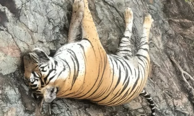 ಮಲೆ ಮಹದೇಶ್ವರ ಪ್ರದೇಶದಲ್ಲಿಸೆರೆ ಸಿಕ್ಕಿದ್ದ ಒಂದು ಹುಲಿ ಮತ್ತು ಅವಳ 4 ಮರಿಗಳು ನಿಗೂಢವಾಗಿ ಸಾವು