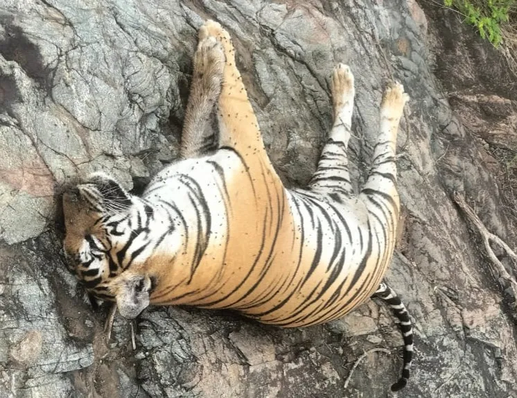 ಮಲೆ ಮಹದೇಶ್ವರ ಪ್ರದೇಶದಲ್ಲಿಸೆರೆ ಸಿಕ್ಕಿದ್ದ ಒಂದು ಹುಲಿ ಮತ್ತು ಅವಳ 4 ಮರಿಗಳು ನಿಗೂಢವಾಗಿ ಸಾವು