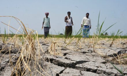 ಅಡಕೆ ತೋಟಗಳ ಒಣಗುವಿಕೆ; ಸಾವಿರಾರು ರೈತರ ಜೀವನೋಪಾಯ ಅಪಾಯದಲ್ಲಿ