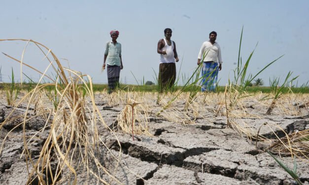 ಅಡಕೆ ತೋಟಗಳ ಒಣಗುವಿಕೆ; ಸಾವಿರಾರು ರೈತರ ಜೀವನೋಪಾಯ ಅಪಾಯದಲ್ಲಿ