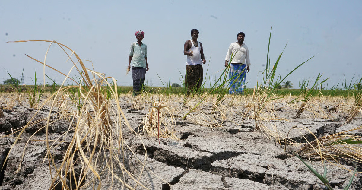 ಅಡಕೆ ತೋಟಗಳ ಒಣಗುವಿಕೆ; ಸಾವಿರಾರು ರೈತರ ಜೀವನೋಪಾಯ ಅಪಾಯದಲ್ಲಿ