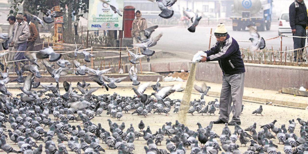 ಎಚ್ಚರಿಕೆ – ಪಾರಿವಾಳಗಳಿಗೆ ಆಹಾರ ಹಾಕುವುದು ನಿಷೇಧ