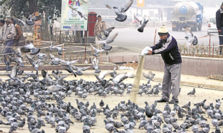 ಎಚ್ಚರಿಕೆ – ಪಾರಿವಾಳಗಳಿಗೆ ಆಹಾರ ಹಾಕುವುದು ನಿಷೇಧ