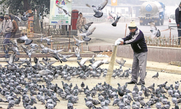 ಎಚ್ಚರಿಕೆ – ಪಾರಿವಾಳಗಳಿಗೆ ಆಹಾರ ಹಾಕುವುದು ನಿಷೇಧ