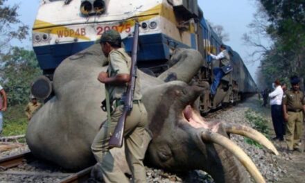 ಅಸ್ಸಾಂ: ರಾಜಧಾನಿ ಎಕ್ಸ್‌ ಪ್ರೆಸ್‌ ಡಿಕ್ಕಿ ಹೊಡೆದು 8 ಆನೆಗಳು ಬಲಿ