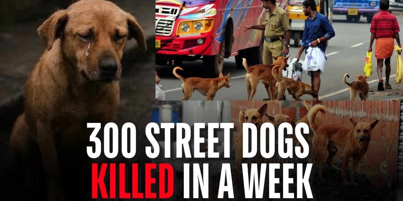 ಜಗತ್ಯಾಲದಲ್ಲಿ 300 ಬೀದಿ ನಾಯಿಗಳ ಹತ್ಯೆ – ಮಾನವೀಯತೆಗೆ ಪ್ರಶ್ನೆ