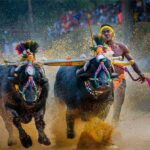 ಪುತ್ತೂರು ಕಂಬಳಾ ದಾಖಲೆ: ಪೃಥ್ವಿರಾಜ್ ಪೂಜಾರಿ ನೇತೃತ್ವದ ಕೋಣಗಳು 125 ಮೀ 10.65 ಸೆಕೆಂಡುಗಳಲ್ಲಿ ದಾಟಿ ಹೊಸ ದಾಖಲೆ