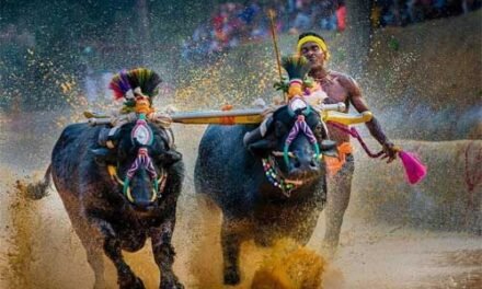 ಪುತ್ತೂರು ಕಂಬಳಾ ದಾಖಲೆ: ಪೃಥ್ವಿರಾಜ್ ಪೂಜಾರಿ ನೇತೃತ್ವದ ಕೋಣಗಳು 125 ಮೀ 10.65 ಸೆಕೆಂಡುಗಳಲ್ಲಿ ದಾಟಿ ಹೊಸ ದಾಖಲೆ