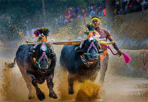 ಪುತ್ತೂರು ಕಂಬಳಾ ದಾಖಲೆ: ಪೃಥ್ವಿರಾಜ್ ಪೂಜಾರಿ ನೇತೃತ್ವದ ಕೋಣಗಳು 125 ಮೀ 10.65 ಸೆಕೆಂಡುಗಳಲ್ಲಿ ದಾಟಿ ಹೊಸ ದಾಖಲೆ