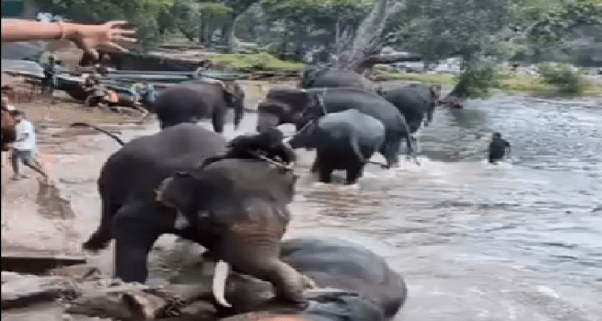 Kodagu : ದುಬಾರೆ ಆನೆ ದುರಂತಕ್ಕೆ ಅರಣ್ಯ ಇಲಾಖೆಯ ನಿರ್ಲಕ್ಷವೆ ಕಾರಣ
