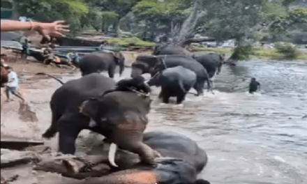 Kodagu : ದುಬಾರೆ ಆನೆ ದುರಂತಕ್ಕೆ ಅರಣ್ಯ ಇಲಾಖೆಯ ನಿರ್ಲಕ್ಷವೆ ಕಾರಣ