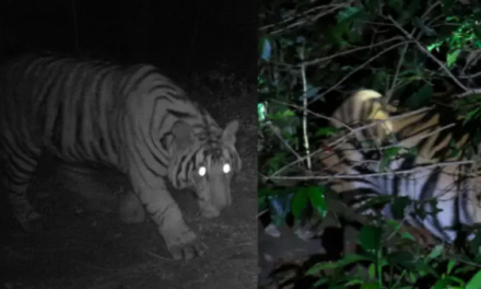 ಮುಳ್ಳಯ್ಯನಗಿರಿ ತಪ್ಪಲಿನಲ್ಲಿ ಗಾಯಗೊಂಡ ಹುಲಿ ಓಡಾಟ