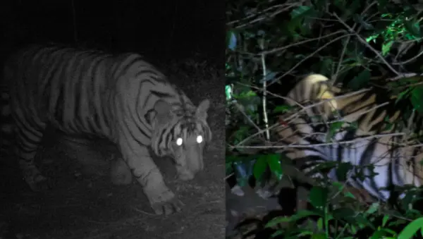 ಮುಳ್ಳಯ್ಯನಗಿರಿ ತಪ್ಪಲಿನಲ್ಲಿ ಗಾಯಗೊಂಡ ಹುಲಿ ಓಡಾಟ